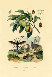Nutmeg